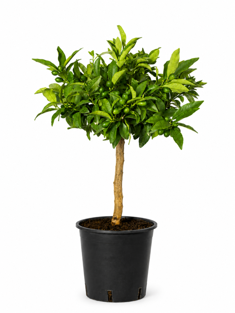 Pianta di Kumquat
