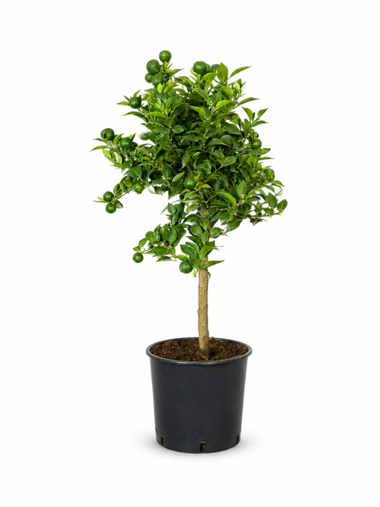 Pianta di Chinotto