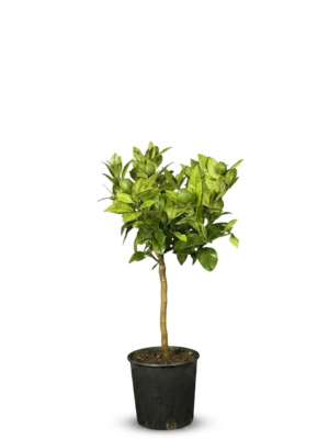 Limone Rosso – Pianta di Limone Rosso in Vaso 20 cm