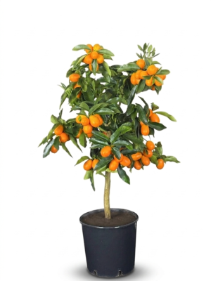 Kumquat – Pianta di Mandarino Cinese in Vaso 20 cm