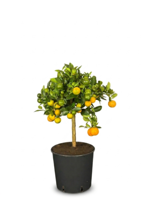 Calamondino – Pianta di Calamondino in Vaso 20 cm