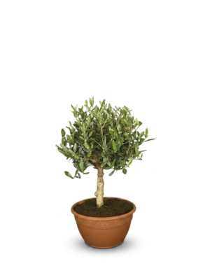 Ulivo in Ciotola – Pianta di Ulivo in Ciotola Vaso 20 cm