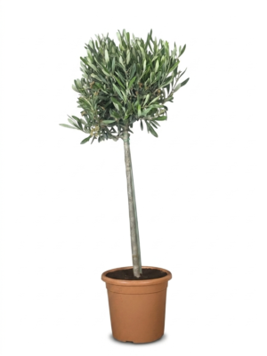 Ulivo – Pianta di Ulivo in Vaso 22 cm