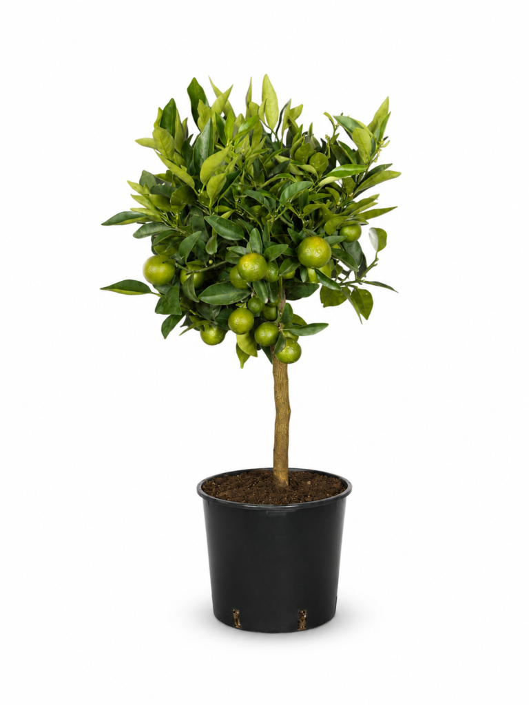 Pianta di Kucle