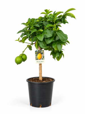 Limone Meyer – Pianta di Limone Meyer in Vaso 20 cm