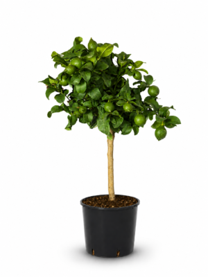 Limone carubbaro - Limone carubbaro in vaso 20 cm