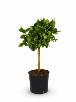Limone Cappuccio – Pianta di Limone Cappuccio in Vaso 20 cm