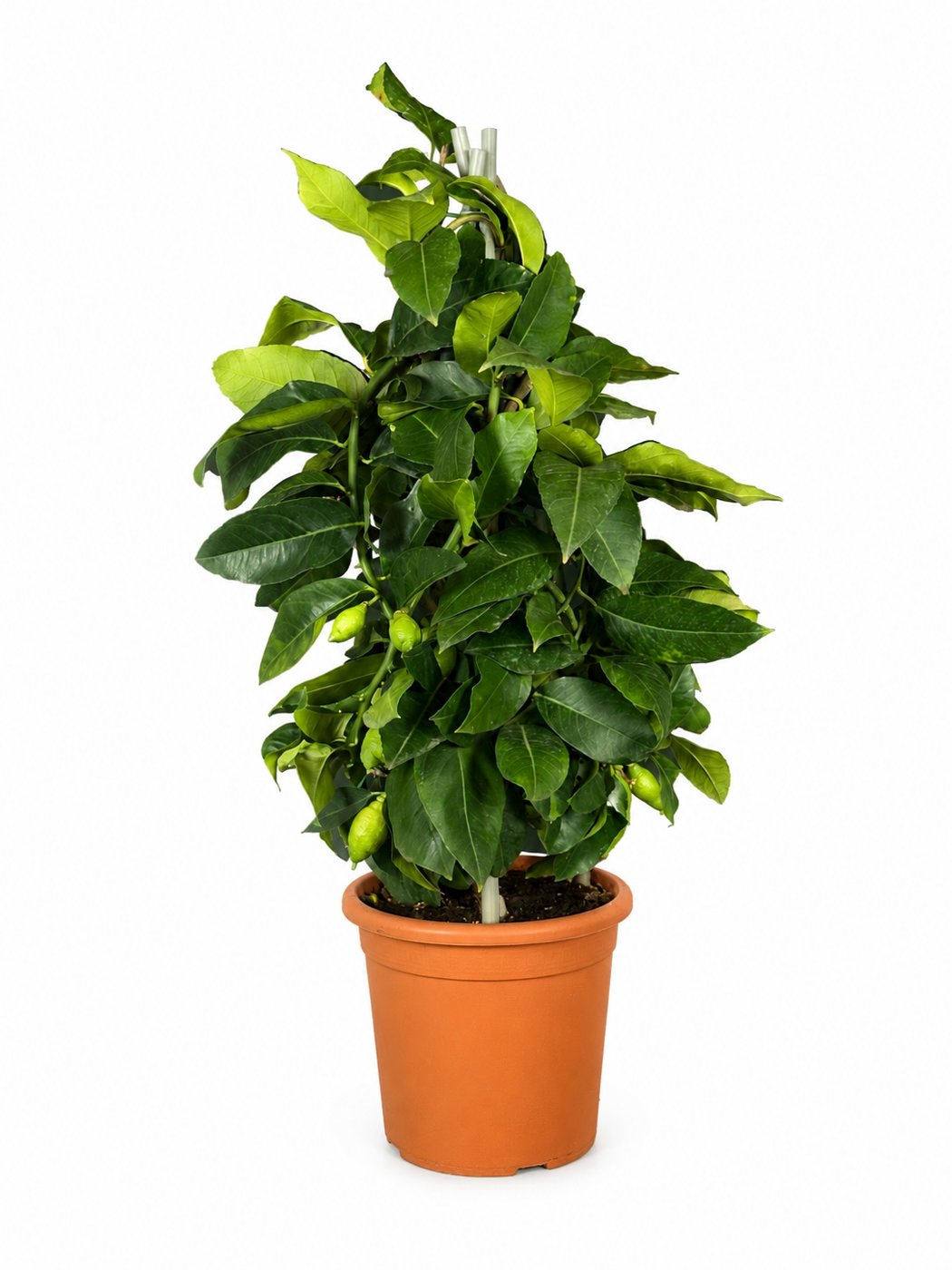 Limone Lunario a Piramide in vaso 20 cm — Viridia Sicilia
