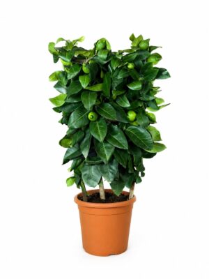 Limone Lunario a Spalliera in vaso 20 cm — Viridia Sicilia