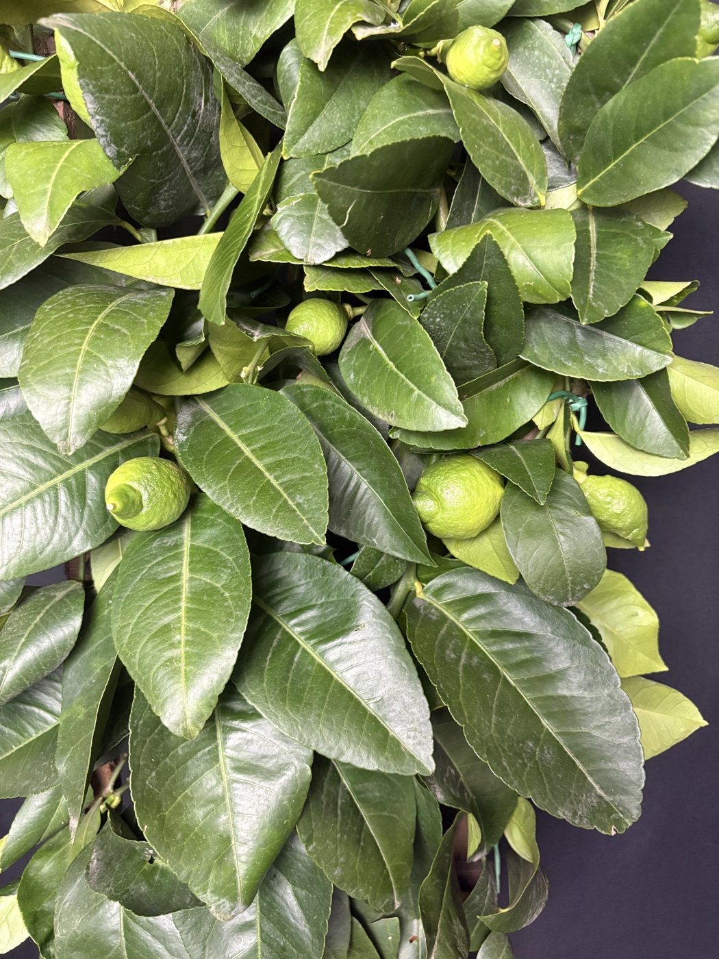 Limone Lunario a Spalliera — dettaglio foglie e frutti
