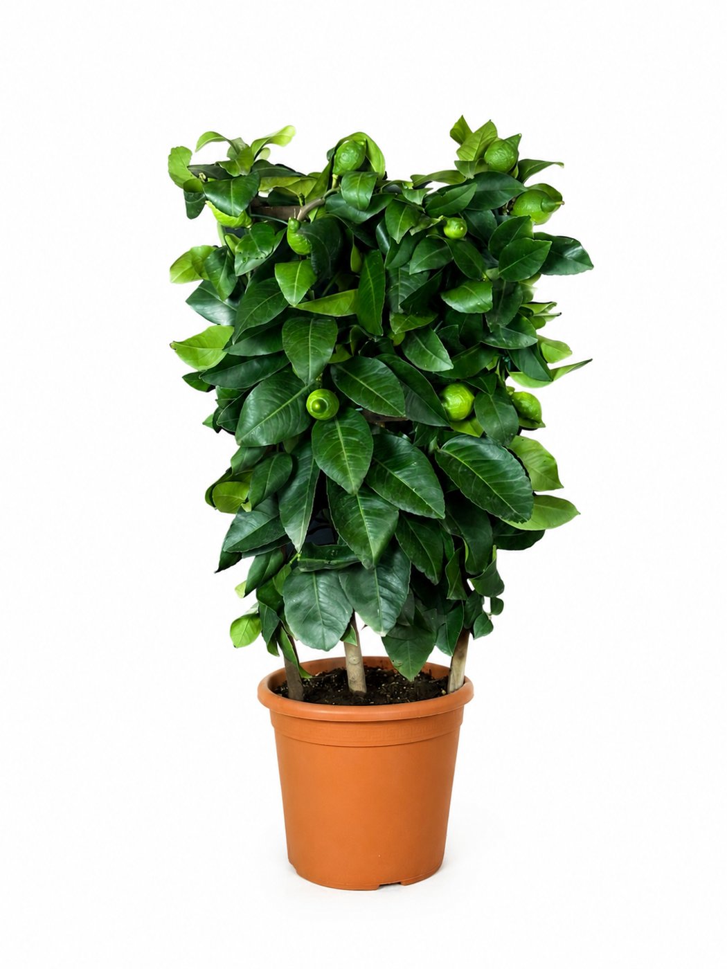 Limone Lunario a Spalliera in vaso 20 cm — Viridia Sicilia