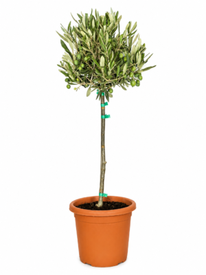 Ulivo – Pianta di Ulivo in Vaso 18cm