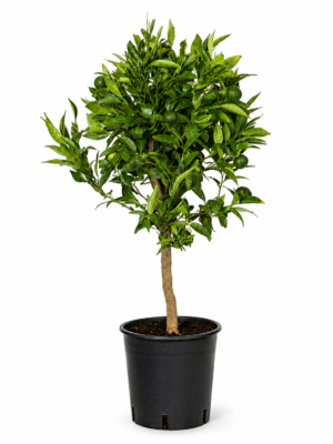 Mandarino – Pianta di Mandarino in Vaso 20 cm