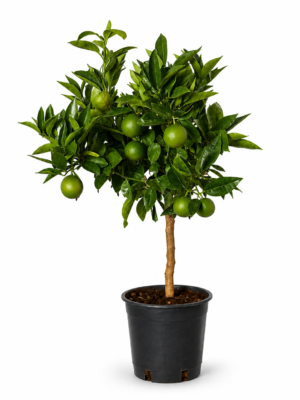 Arancio – Pianta di Arancio in Vaso 20 cm