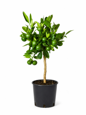 Satsuma Miyagawa – Pianta di Mandarino Satsuma in Vaso 20 cm