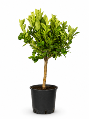 Pursha – Pianta di Pursha in Vaso 20 cm