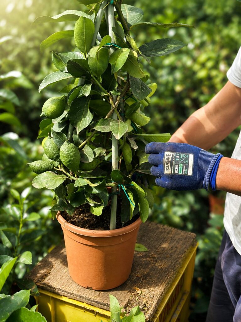 Pianta di limone in vaso nel vivaio Viridia