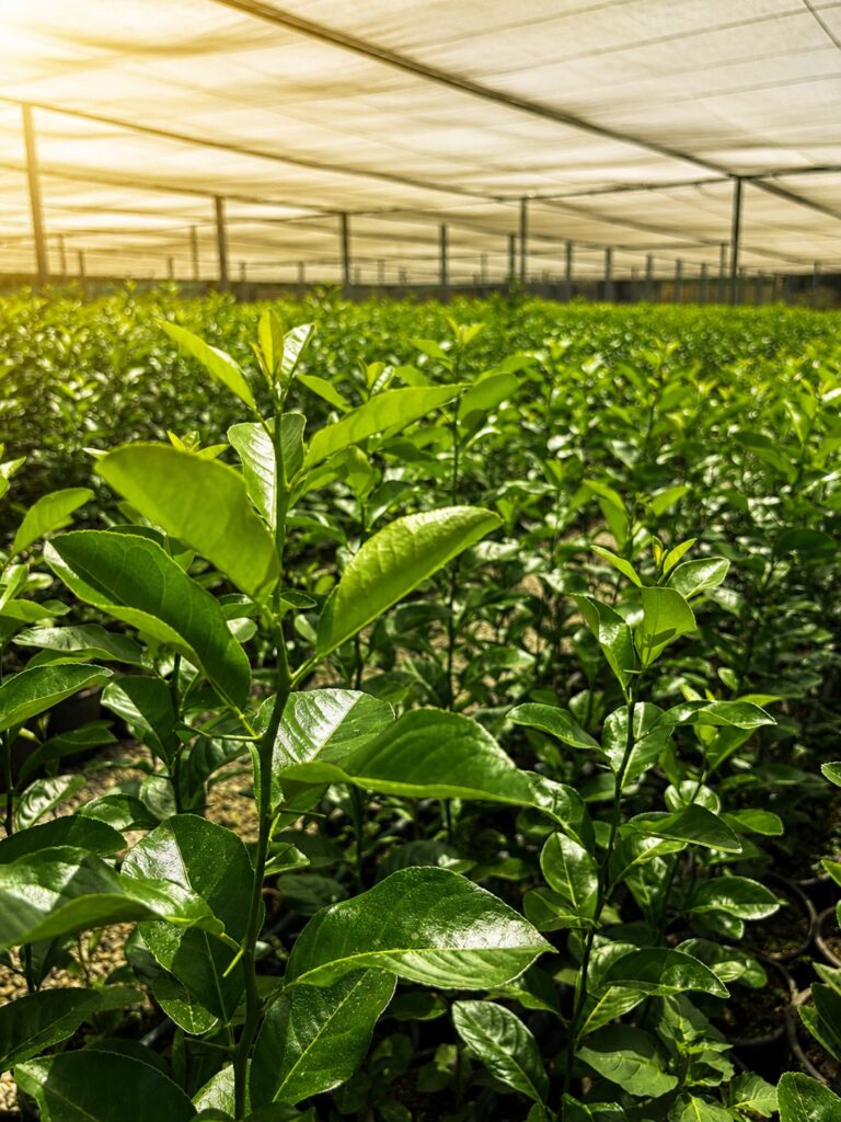 Piantine di agrumi nella serra del vivaio Viridia