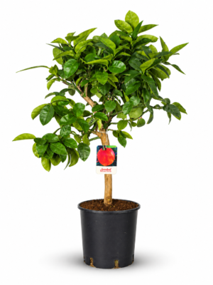Arancio Arcobal – Pianta di Arancio Arcobal in Vaso 20 cm
