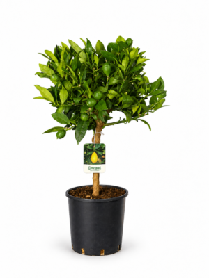 Limequat – Pianta di Limequat in Vaso 20 cm