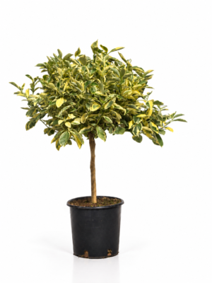 Calamondino variegato – Pianta di Calamondino variegato in Vaso 20 cm
