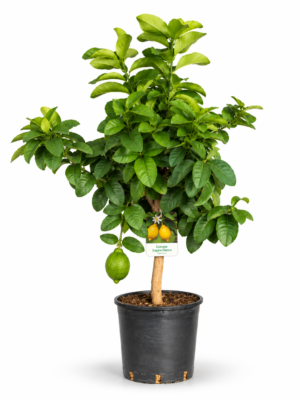 Limone zagara bianca – Pianta di Limone zagara bianca in Vaso 20 cm