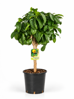 Bergamotto – Pianta di bergamotto in Vaso 20 cm