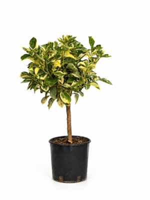 Arancio variegato – Pianta di Arancio variegato in Vaso 20 cm