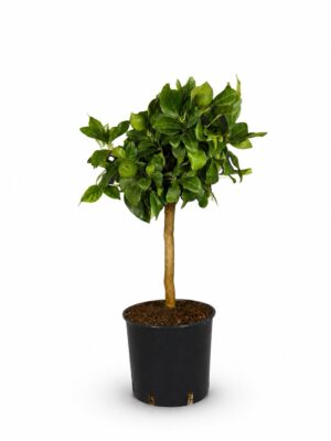 Limone cappuccio – Pianta di Limone cappuccio in Vaso 20 cm